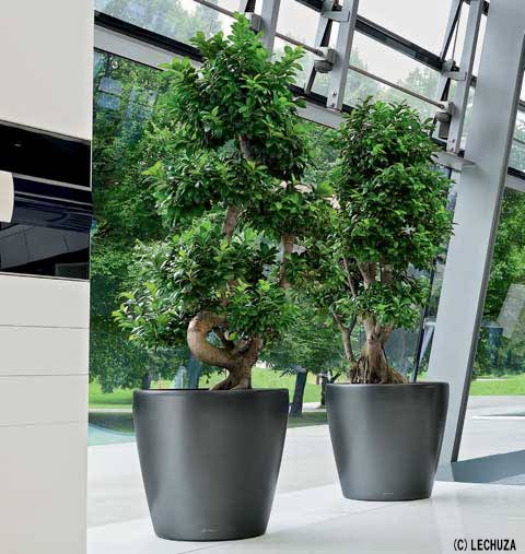 ドイツ製デザインプランター クラシコ ジョーカー 50 CLASSICO JOKER