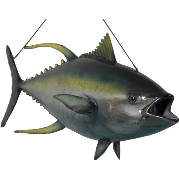 キハダマグロ（イエローフィンまぐろ） Yellowfin Tuna FRP