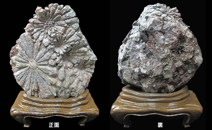 根尾谷の菊花石nk201は特別天然記念物の菊花石です。