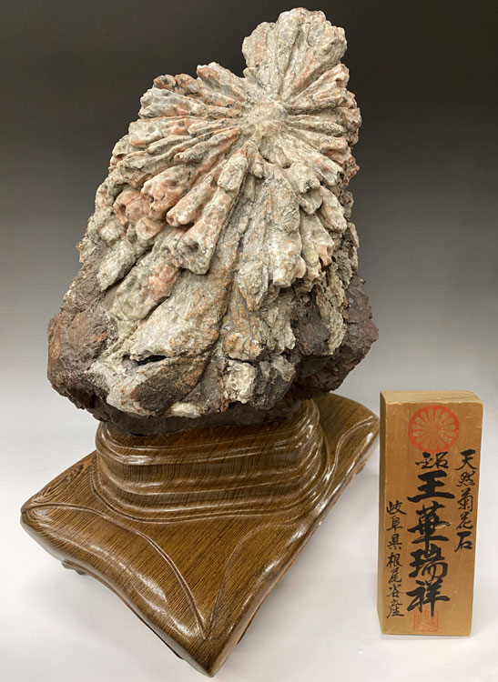 根尾谷の菊花石サバ菊特別天然記念物を販売しています。