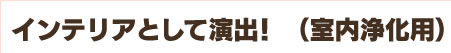 室内浄化用インテリアとして